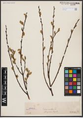 Foto von Salix aurita L.